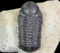 Bargain, Reedops Trilobite Fossil - Good Eye Facets #68655-5